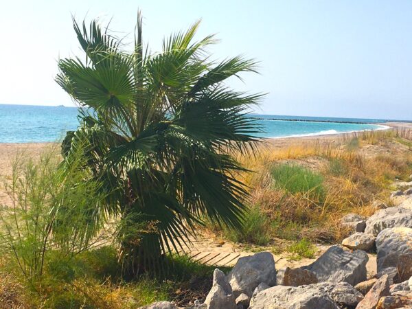 Chalet Los Olmos (PLAYA ALMASSORA) - Imagen 17